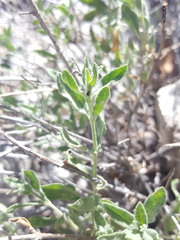 Salvia lycioides