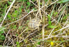 Testudo hermanni hermanni