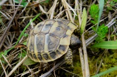 Testudo hermanni hermanni