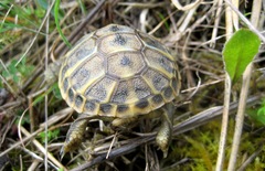 Testudo hermanni hermanni