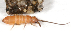 Tomocerus reductus