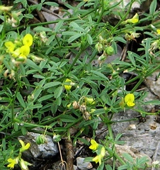 Medicago prostrata