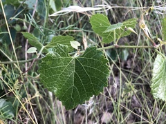 Vitis monticola