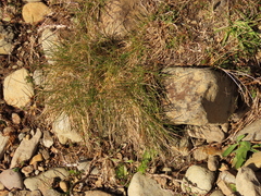 Festuca ammobia