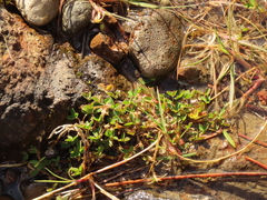 Trifolium wormskioldii