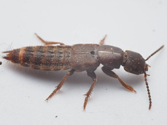 Platydracus zonatus