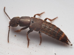 Platydracus zonatus