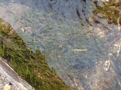 Fontinalis dalecarlica