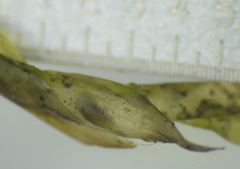 Fontinalis dalecarlica