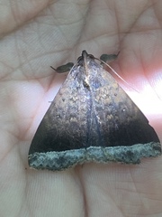 Coremagnatha orionalis