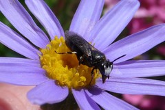Hylaeus nigritus