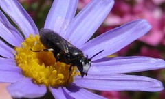 Hylaeus nigritus