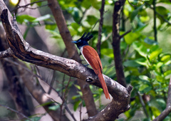 Terpsiphone paradisi ceylonensis