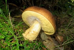 Leccinellum corsicum