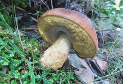 Leccinellum corsicum