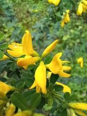Genista monspessulana