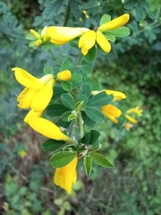 Genista monspessulana