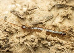 Lithobius calcaratus