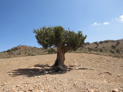Juniperus thurifera africana