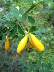 Genista monspessulana