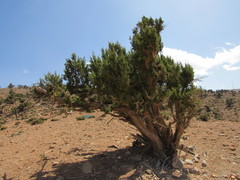Juniperus thurifera africana