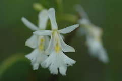 Epidendrum revertianum