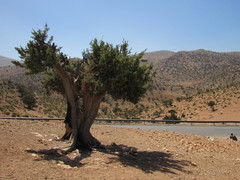 Juniperus thurifera africana