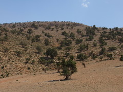 Juniperus thurifera africana