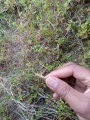 Orthoptera