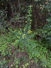 Genista monspessulana