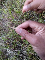 Orthoptera
