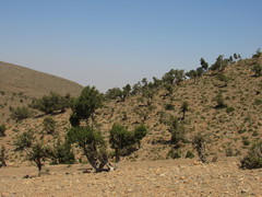 Juniperus thurifera africana
