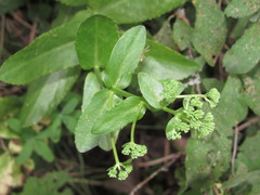 Hylotelephium maximum maximum