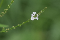 Verbena gracilescens