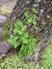Polypodium