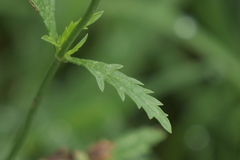 Verbena gracilescens