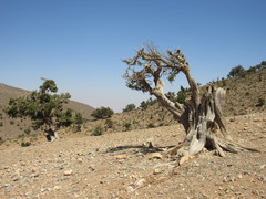 Juniperus thurifera africana