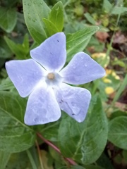 Vinca difformis
