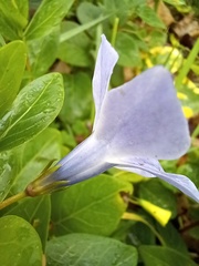 Vinca difformis