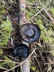 Pseudoplectania vogesiaca