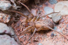 Liocranum majus
