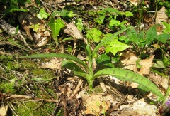 Dactylorhiza saccifera