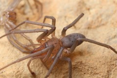 Liocranum