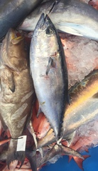 Thunnus atlanticus