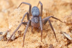 Liocranum apertum