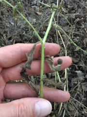 Myosotis macrosperma