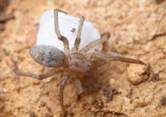 Liocranum