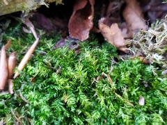 Plagiothecium nemorale