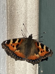 Aglais urticae