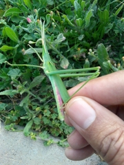 Acridinae